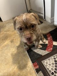 Found/Stray Unknown Dog last seen Heritage, Orlando, FL 32808