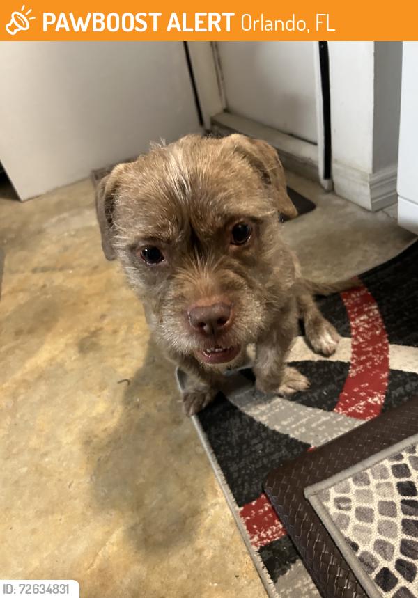 Found/Stray Unknown Dog last seen Heritage, Orlando, FL 32808