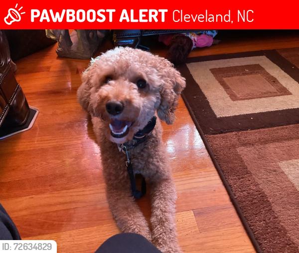 Lost Male Dog last seen Foster rd, Cleveland, NC 27013