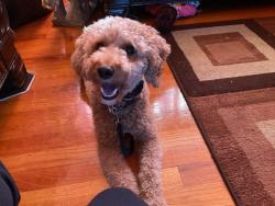 Lost Male Dog last seen Foster rd, Cleveland, NC 27013
