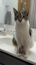 Lost Male Cat last seen Roosevelt St, near goodwill and guidestar elder care , Crown Point, IN 46307