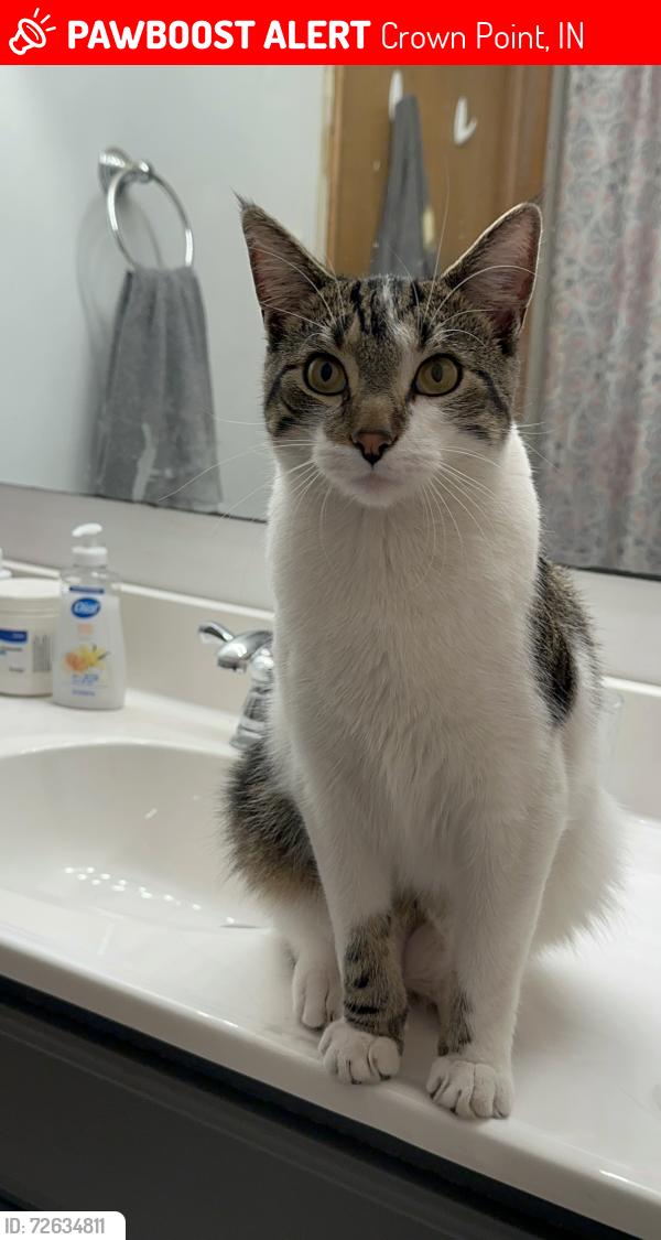 Lost Male Cat last seen Roosevelt St, near goodwill and guidestar elder care , Crown Point, IN 46307