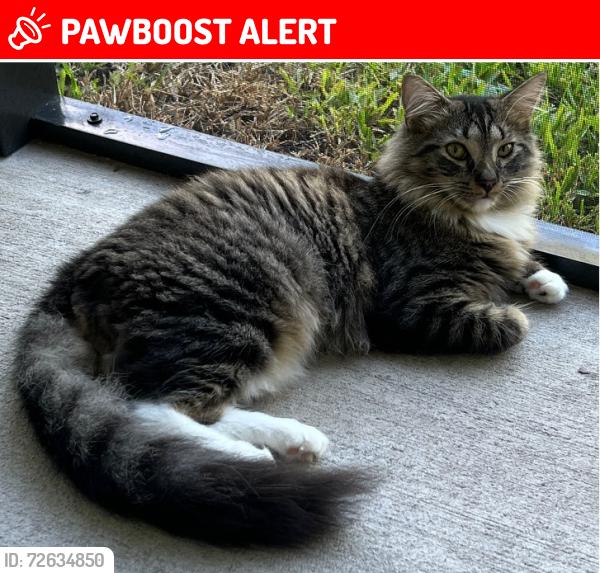 Lost Male Cat last seen W Superstition Blvd and Ironwood Dr, Apache Junction, AZ 85120