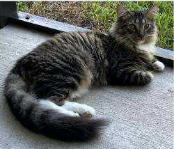 Lost Male Cat last seen W Superstition Blvd and Ironwood Dr, Apache Junction, AZ 85120