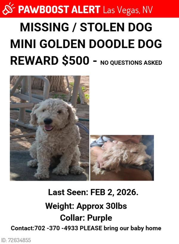 Lost Male Dog last seen Senior Center / Water park, Las Vegas, NV 89101
