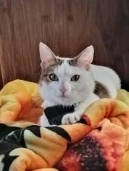 Lost Female Cat last seen Usually at the church next to the Estelle man veter center. , Los Angeles, CA 90001