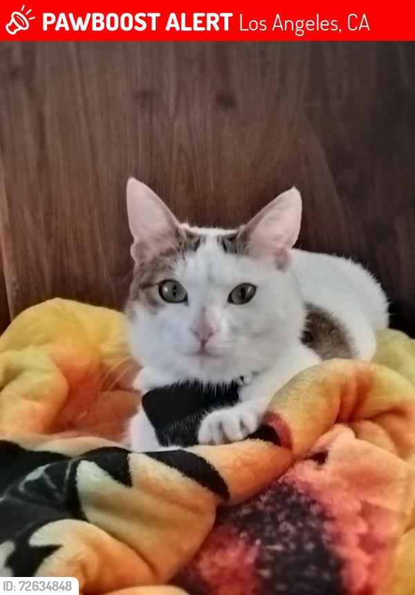 Lost Female Cat last seen Usually at the church next to the Estelle man veter center. , Los Angeles, CA 90001
