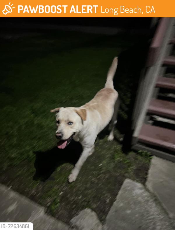 Found/Stray Male Dog last seen E 5th Street & Cerritos Avenue, Long Beach, CA 90802