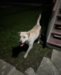 Found/Stray Male Dog last seen E 5th Street & Cerritos Avenue, Long Beach, CA 90802