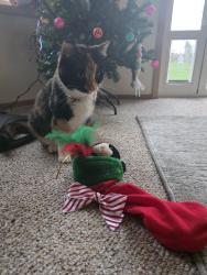 Lost Female Cat last seen Behind Canby High School Soccer Field, Canby, OR 97013