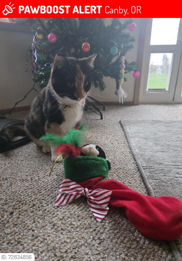 Lost Female Cat last seen Behind Canby High School Soccer Field, Canby, OR 97013