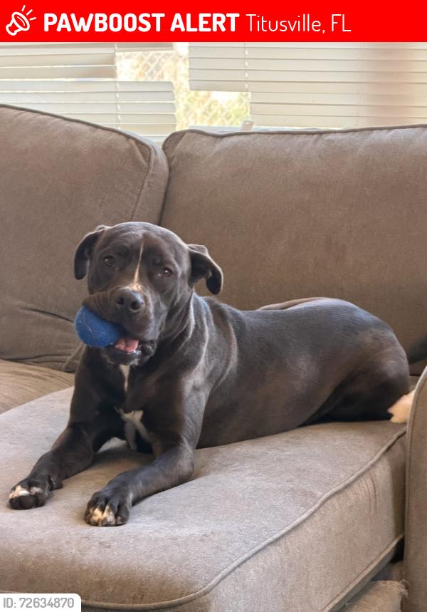 Lost Male Dog last seen Garden street in titusville, Titusville, FL 32796