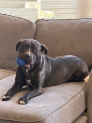 Lost Male Dog last seen Garden street in titusville, Titusville, FL 32796