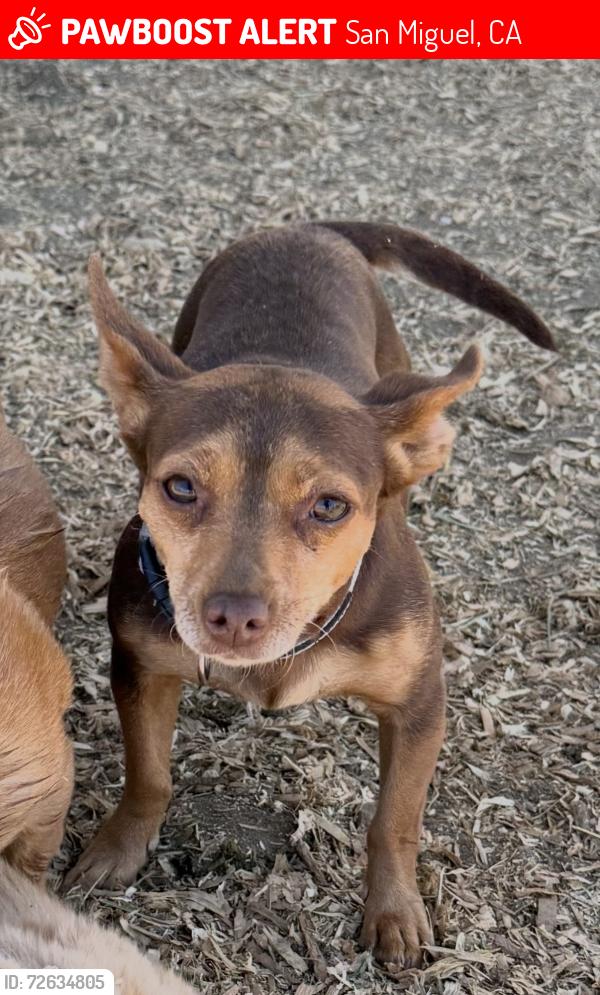 Lost Female Dog last seen Hog Canyon Road, San Miguel, CA 93451