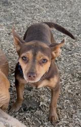 Lost Female Dog last seen Hog Canyon Road, San Miguel, CA 93451