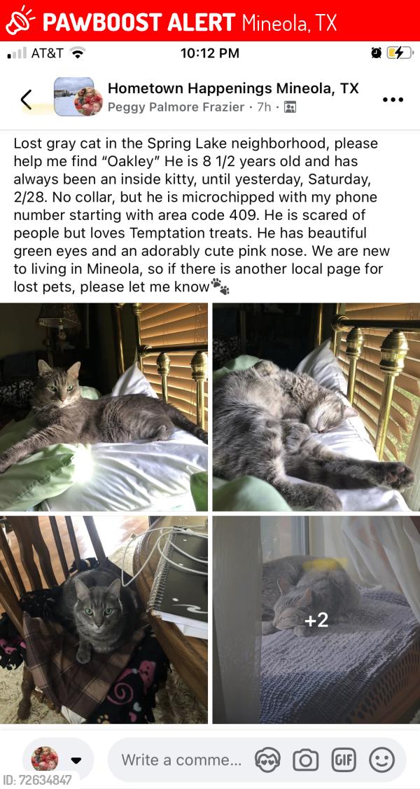 Lost Male Cat last seen Lakeside Pl and Spring Lake Dr , Mineola, TX 75773