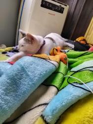 Lost Female Cat last seen Usually at the church next to the Estelle man veter center. , Los Angeles, CA 90001