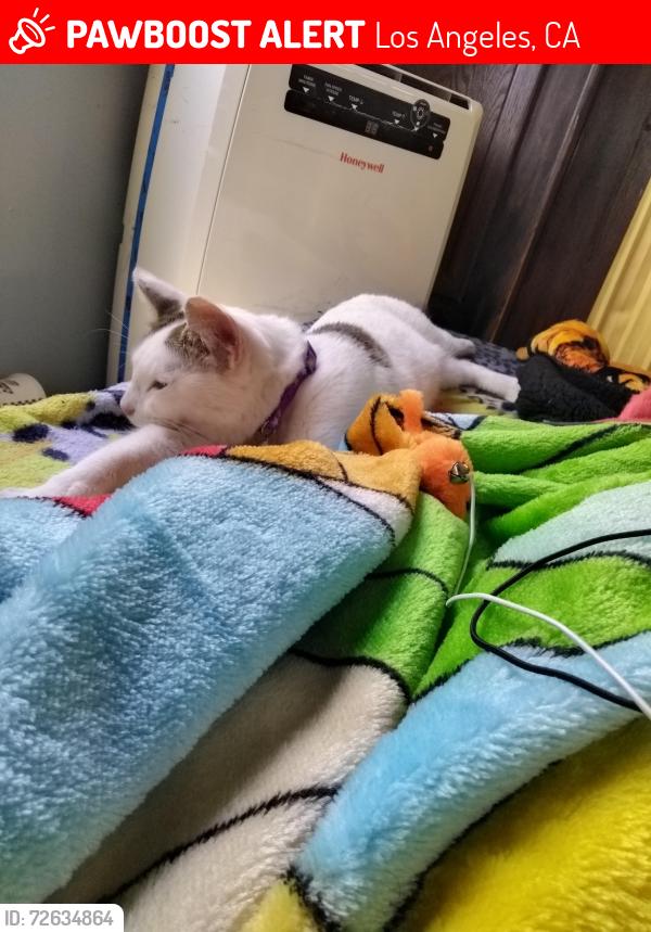 Lost Female Cat last seen Usually at the church next to the Estelle man veter center. , Los Angeles, CA 90001