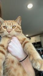 Lost Male Cat last seen 46th Street and Meriden rd , Topeka, KS 66617