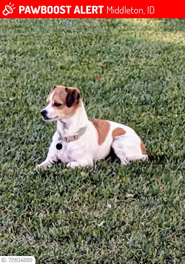 Lost Male Dog last seen Purple sage and Cemetery rd, Middleton, ID 83644