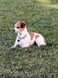 Lost Male Dog last seen Purple sage and Cemetery rd, Middleton, ID 83644