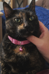 Lost Female Cat last seen 14th St & Bell - Saratoga Ridge apmts, Phoenix, AZ 85022