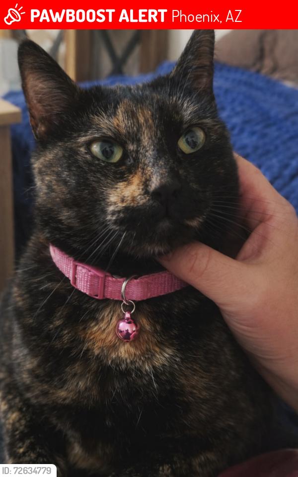 Lost Female Cat last seen 14th St & Bell - Saratoga Ridge apmts, Phoenix, AZ 85022