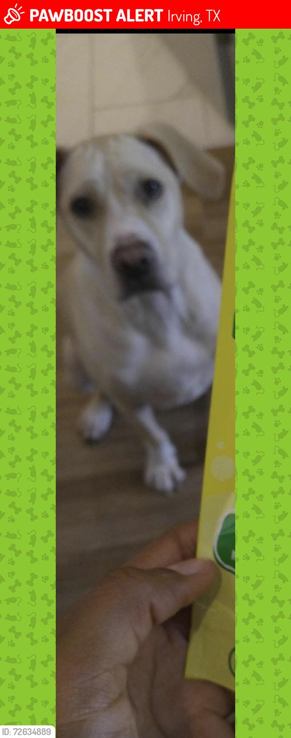 Lost Female Dog last seen Belmead Lane, Irving, TX 75061