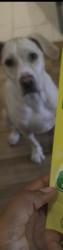 Lost Female Dog last seen Belmead Lane, Irving, TX 75061