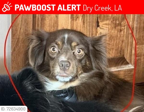 Lost Female Dog last seen Near East Beauregard, Dry Creek, LA 70637