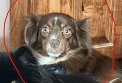 Lost Female Dog last seen Near East Beauregard, Dry Creek, LA 70637