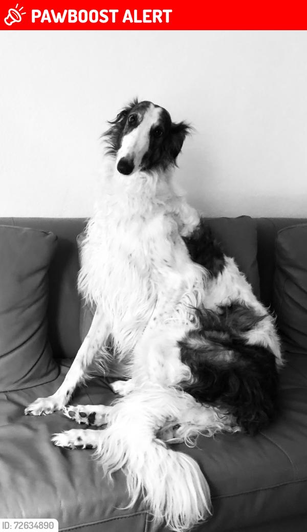 Lost Female Dog last seen Indian Cnyn rd and Hwy 62 Whitewater Ca, Riverside County, CA 92282
