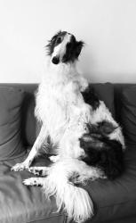 Lost Female Dog last seen Indian Cnyn rd and Hwy 62 Whitewater Ca, Riverside County, CA 92282
