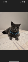 Lost Male Cat last seen Oak point , Plano, TX 75074