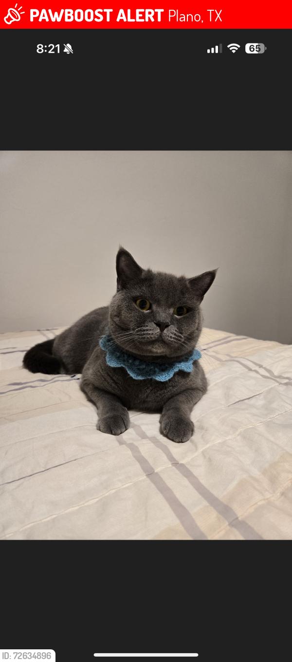 Lost Male Cat last seen Oak point , Plano, TX 75074