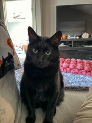 Lost Male Cat last seen Cinnamon Cove Dr Melbourne FL , Melbourne, FL 32901