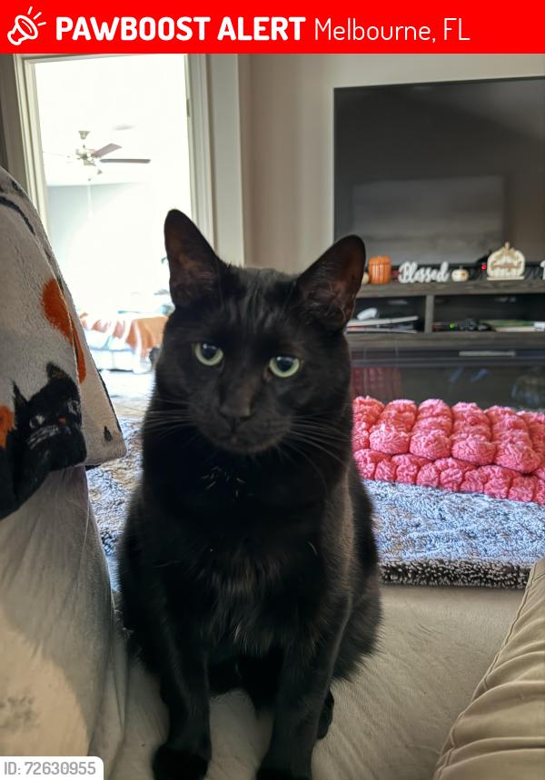 Lost Male Cat last seen Cinnamon Cove Dr Melbourne FL , Melbourne, FL 32901