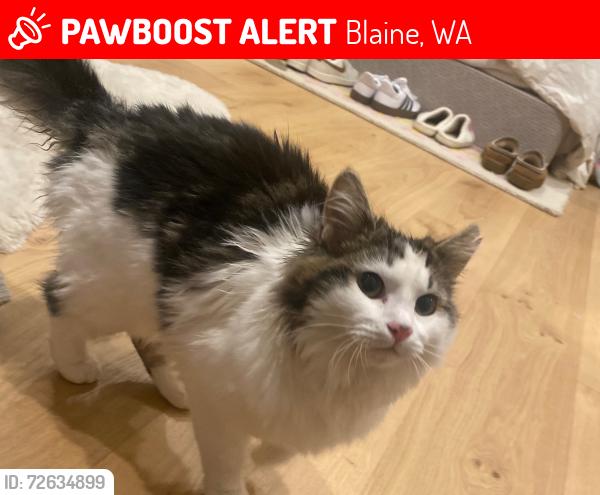 Lost Female Cat last seen Burk Rd, Markworth Rd, Badger Rd, Blaine, WA 98230