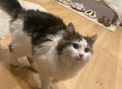 Lost Female Cat last seen Burk Rd, Markworth Rd, Badger Rd, Blaine, WA 98230