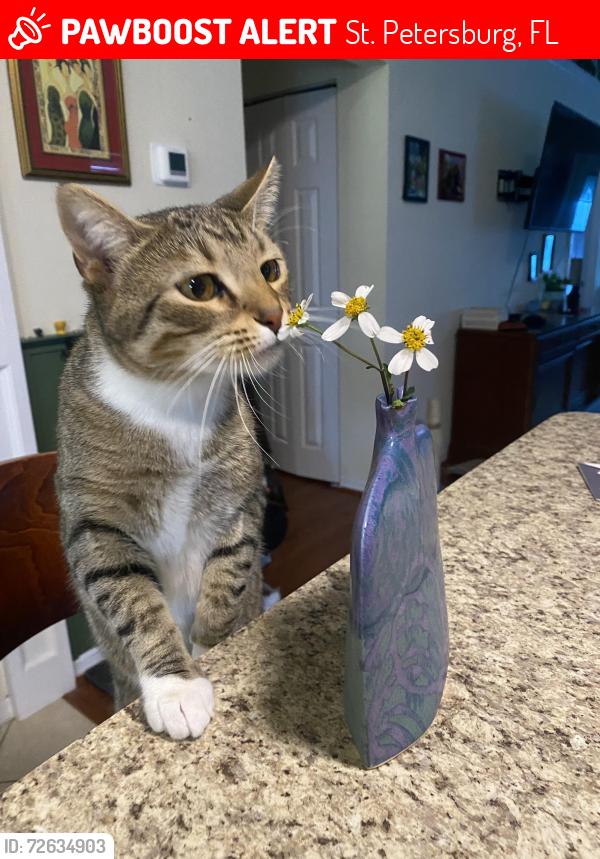 Lost Male Cat last seen 6th Ave n and 50th st , St. Petersburg, FL 33710