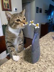 Lost Male Cat last seen 6th Ave n and 50th st , St. Petersburg, FL 33710