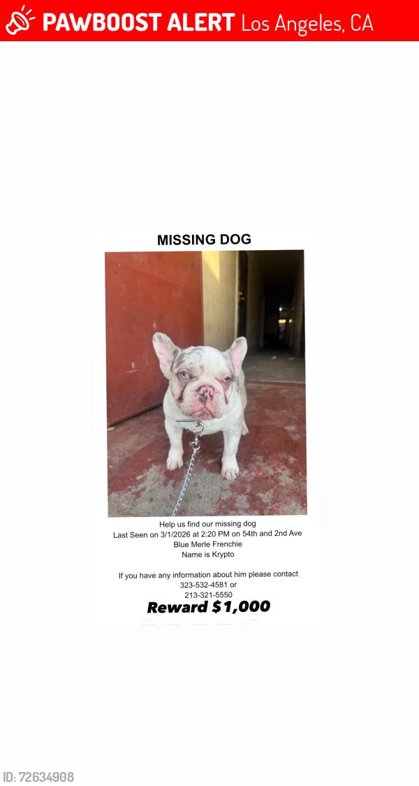 Lost Male Dog last seen Near and 2ND Ave, Los Angeles, CA 90043