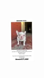 Lost Male Dog last seen Near and 2ND Ave, Los Angeles, CA 90043
