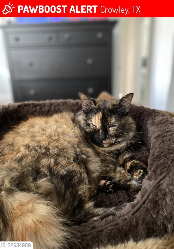 Lost Female Cat last seen Near and Canoe St, Crowley, TX 76036