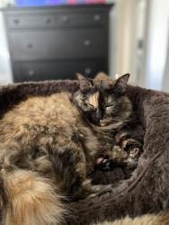 Lost Female Cat last seen Near and Canoe St, Crowley, TX 76036