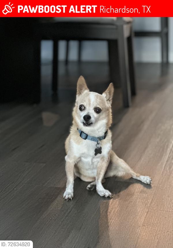 Lost Male Dog last seen Melrose and Wisteria Way, Richardson, TX 75080