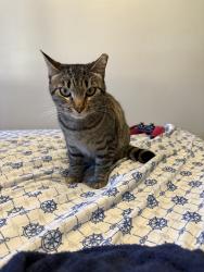 Lost Female Cat last seen Aloha apmts, Hayward, CA 94544
