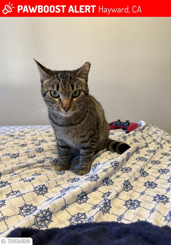 Lost Female Cat last seen Aloha apmts, Hayward, CA 94544