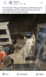 Lost Unknown Dog last seen Adams street, Colorado Springs, CO 80903