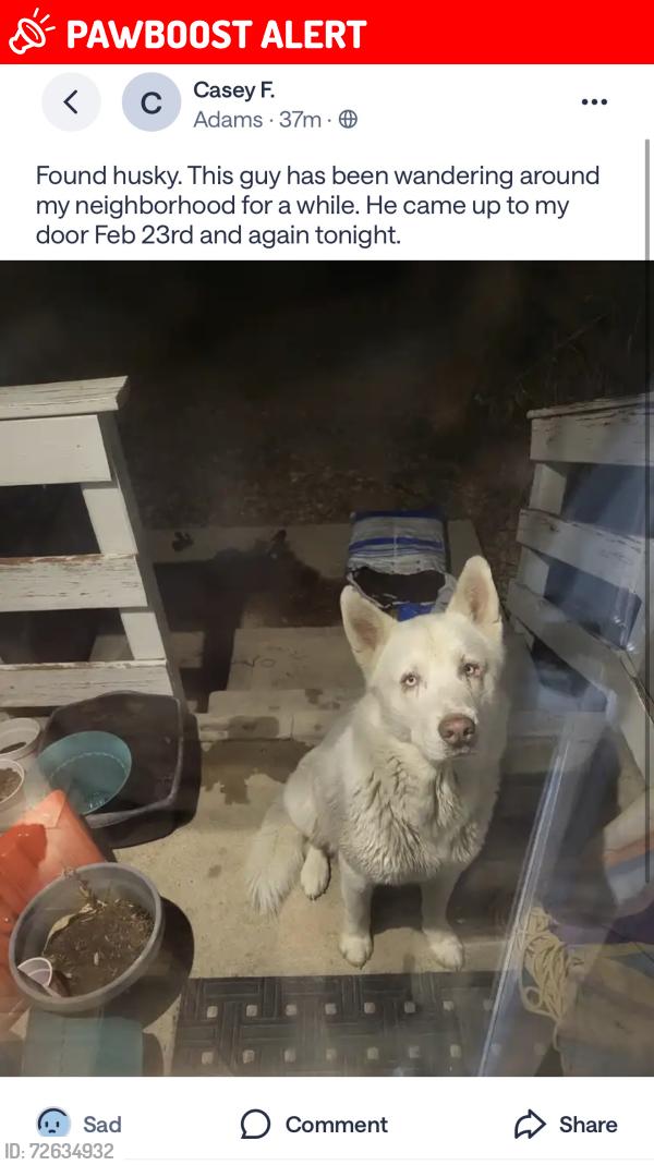 Lost Unknown Dog last seen Adams street, Colorado Springs, CO 80903